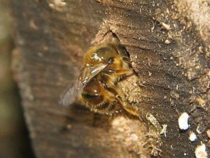 Osmia sp.