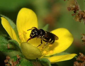 Ceratina flavipes