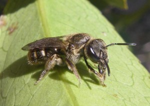 Lasioglossum sp.