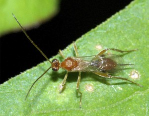 Hymenoptera sp.