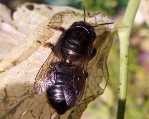 Megachile sumizome