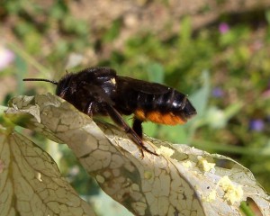Megachile sumizome