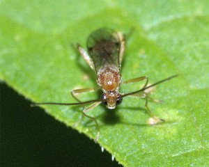 Hymenoptera sp.