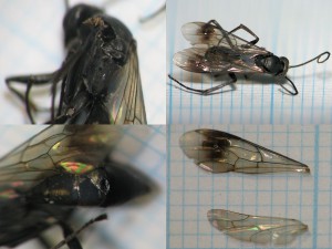 Pompilidae gen. sp.