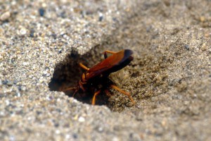 Batozonellus annulatus