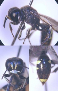 Crossocerus vagabundus esakii