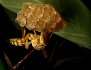 Parapolybia indica indica