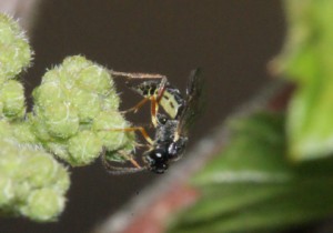 Hymenoptera sp.