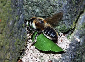 Megachile nipponica nipponica