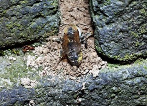 Megachile nipponica nipponica