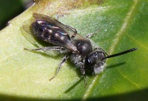 Andrena sp.