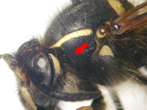 Dolichovespula