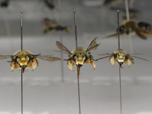 Megachile sumizome