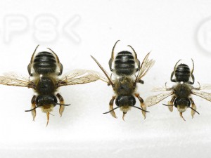 Megachile sumizome