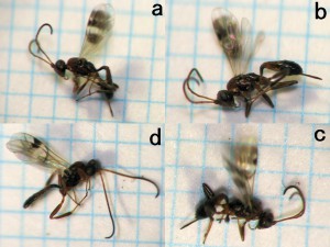 Ichneumonidae sp.