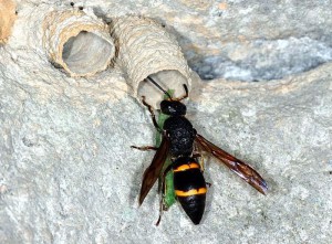 Orancistrocerus drewseni drewseni