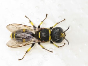 Ectemnius cavifrons aurarius