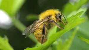 Bombus ardens ardens