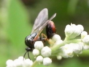 Eucharitidae gen. sp.