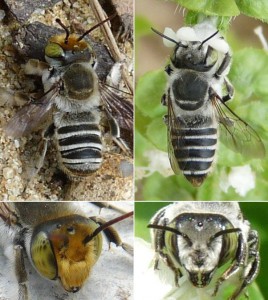 Megachile kobensis