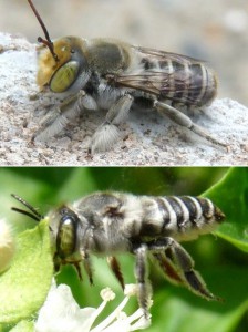 Megachile kobensis