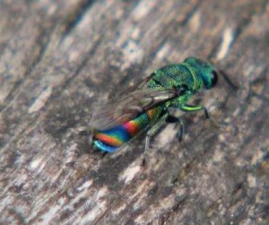 Chrysis fasciata daphne