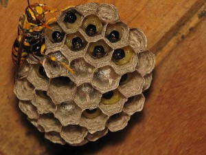 Polistes rothneyi iwatai