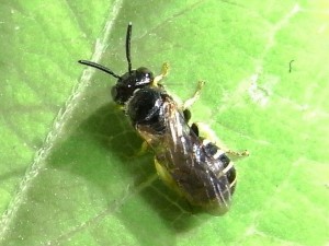 Ceratina japonica