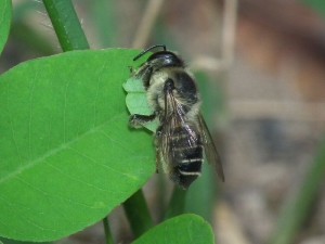 Megachile tsurugensis