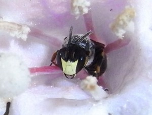 Hylaeus sp.