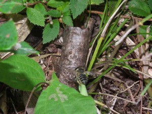 Megachile tsurugensis