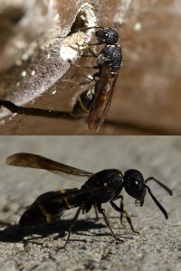 Stenodynerus chinensis simillimus