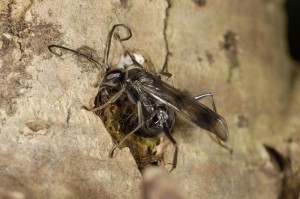 Pompilidae gen. sp.
