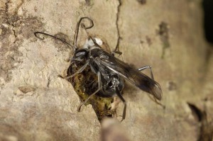 Pompilidae gen. sp.