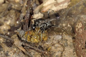 Pompilidae gen. sp.