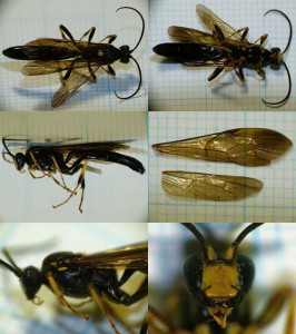 Ichneumonidae sp.