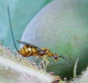 Hymenoptera sp.