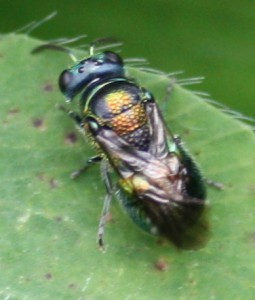 Omalus aeneus japonicus