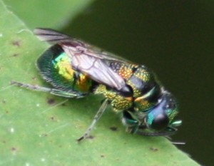 Omalus aeneus japonicus