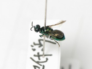 Omalus aeneus japonicus