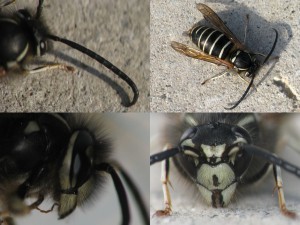 Vespula flaviceps