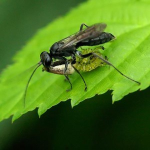 Pompilidae gen. sp.