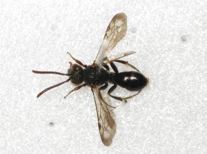 Nomada sp.