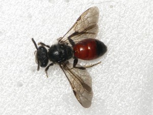 Sphecodes. sp