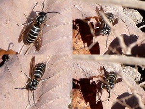 Vespula shidai