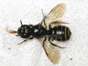 Ceratina flavipes