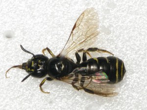 Ceratina flavipes