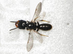 Lasioglossum sp.