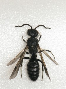 Myrmosa nigrofasciata