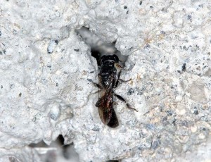 Crossocerus sp.